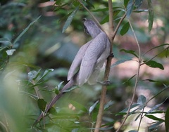 Ocyceros birostris