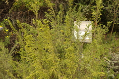 Eriocephalus africanus