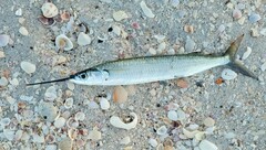 Hemiramphus brasiliensis