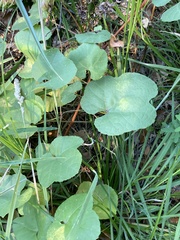 Vitis californica