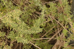 Eriocephalus africanus