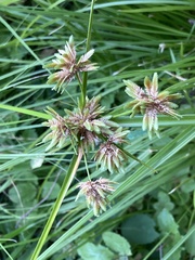 Cyperus eragrostis