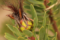 Protea lanceolata