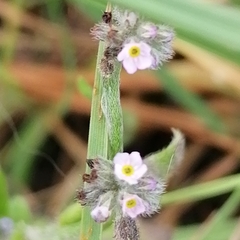 Myosotis arvensis