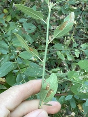 Ceanothus integerrimus