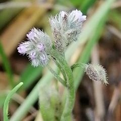 Myosotis arvensis