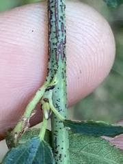 Ceanothus integerrimus