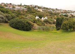 Sideroxylon inerme inerme