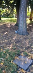 Sciurus carolinensis