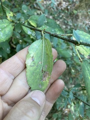 Ceanothus integerrimus