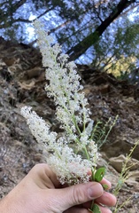 Ceanothus integerrimus