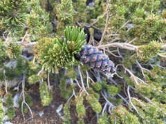 Pinus longaeva
