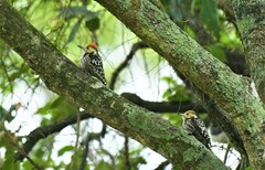 Leiopicus mahrattensis