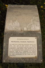 Eriocephalus africanus