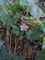 Malva parviflora