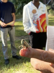 Schistocerca rubiginosa