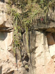 Cleistocactus samaipatanus
