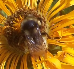 Bombus bifarius