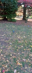 Columba livia domestica