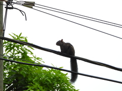 Sciurus yucatanensis