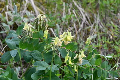 Astragalus frigidus