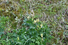 Astragalus frigidus