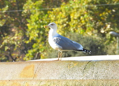 Larus michahellis