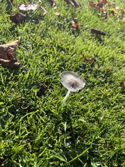 Fungi