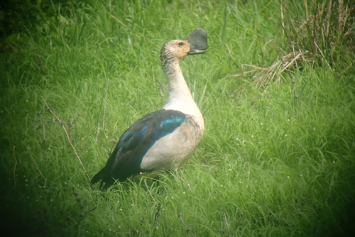 Knob-billed Duck