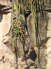 Cleistocactus samaipatanus