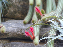 Cleistocactus samaipatanus