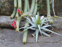 Cleistocactus samaipatanus