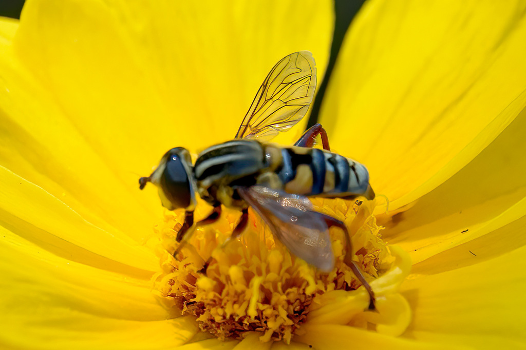 Mesembrius strigilatus