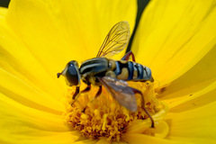 Mesembrius strigilatus