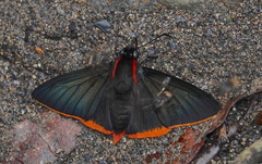 Pyrrhopyge hadassa