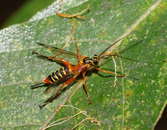 Echthromorpha agrestoria