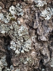 Phaeophyscia orbicularis