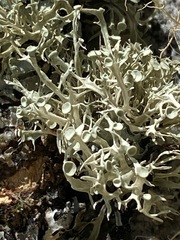Ramalina americana