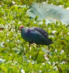 Porphyrio poliocephalus