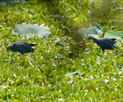 Porphyrio poliocephalus