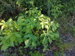 Cecropia peltata