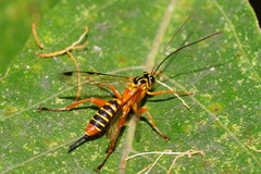 Echthromorpha agrestoria