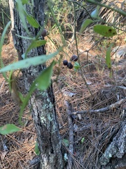 Smilax auriculata