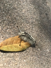 Dasychira meridionalis