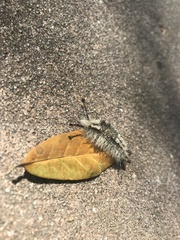 Dasychira meridionalis