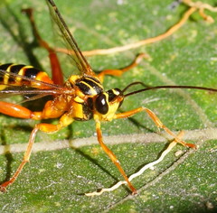 Echthromorpha agrestoria