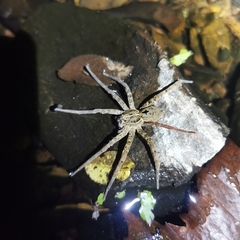 Dolomedes raptor