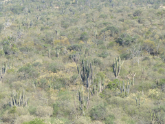 Neoraimondia herzogiana