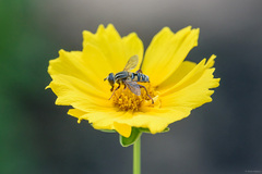 Mesembrius strigilatus