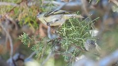 Spinus barbatus